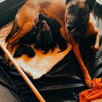 Chiots - chiens de berger belges malinois lof #2