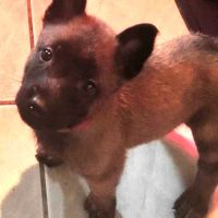 Chiots - chiens de berger belges malinois lof #3