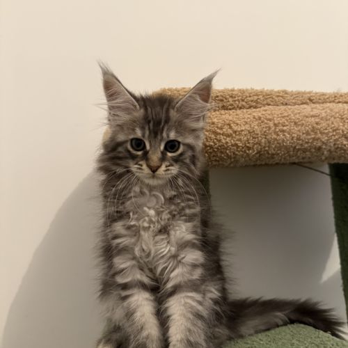 Chatons maine coon loof #2