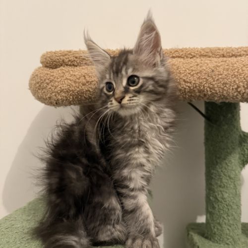 Chatons maine coon loof #3