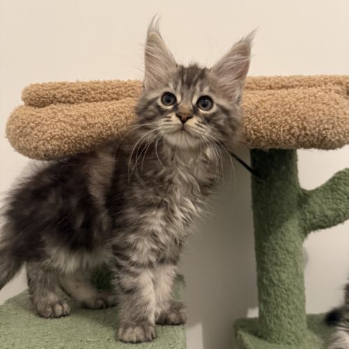 Chatons maine coon loof #4