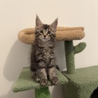 Chatons maine coon loof #1