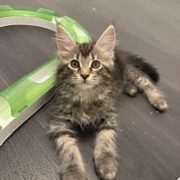 Chatons maine coon loof #0