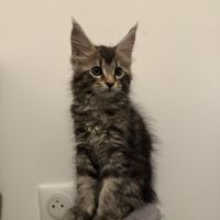 Chatons maine coon loof #6