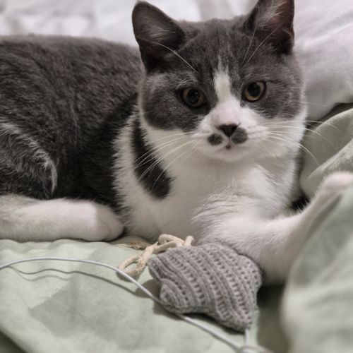 Chaton scottish straight disponible #1