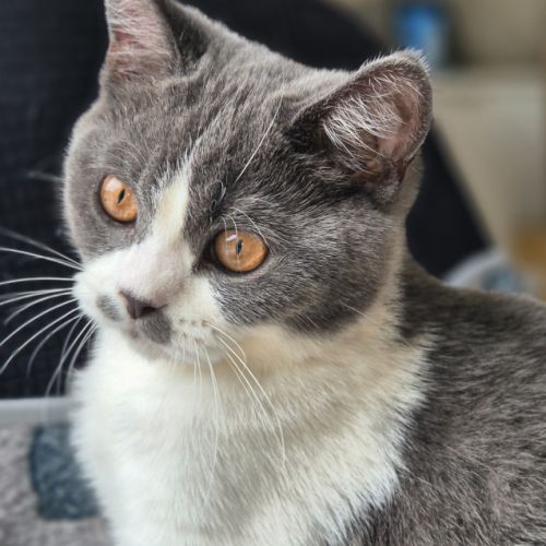 Chaton scottish straight disponible