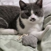 Chaton scottish straight disponible #1