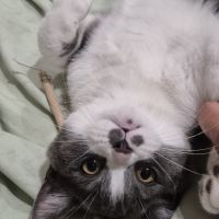 Chaton scottish straight disponible #2