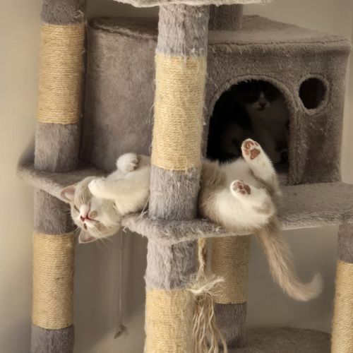 Chaton scottish straight #1