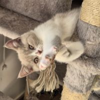 Chaton scottish straight #2