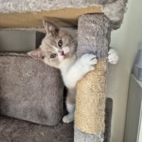 Chaton scottish straight