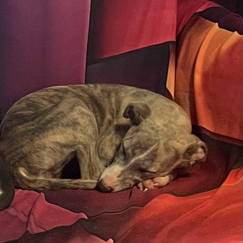 Jolis chiot, whippet né le 17 février #2