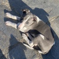 Jolis chiot, whippet né le 17 février