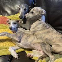 Jolis chiot, whippet né le 17 février #3