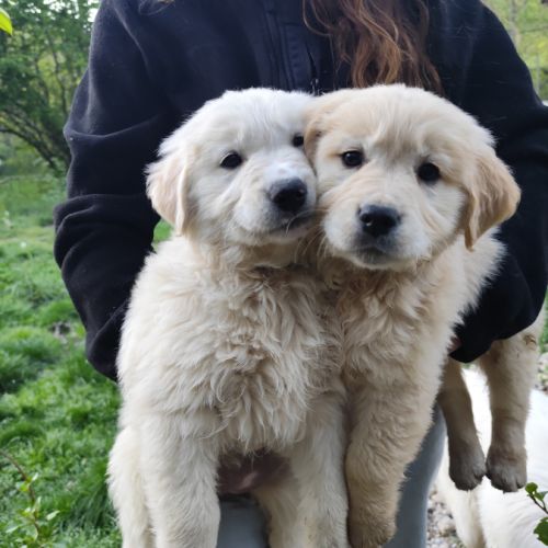 Chiots mâles type golden retriever #1