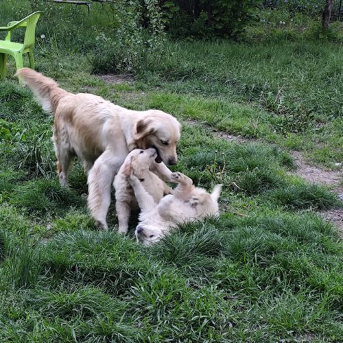 Chiots mâles type golden retriever #2
