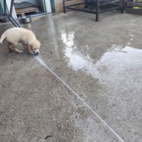 Chiots mâles type golden retriever #4