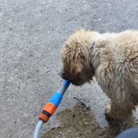 Chiots mâles type golden retriever #5