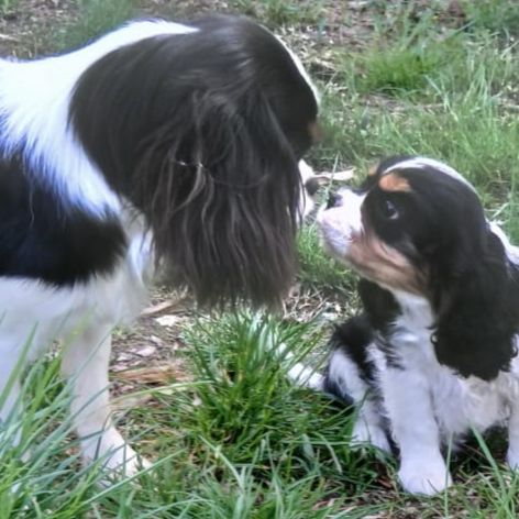 Cavalier king charles #2