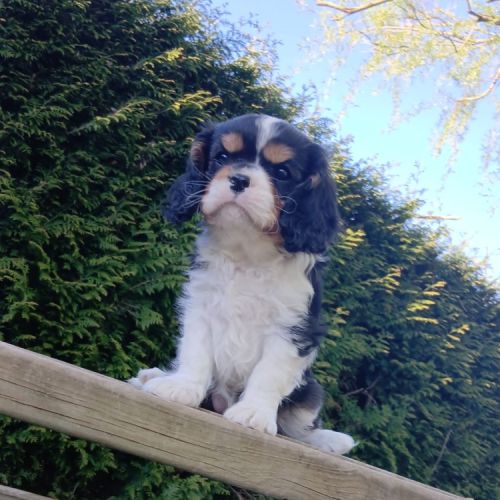 Cavalier king charles #3