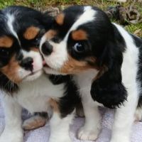 Cavalier king charles #0