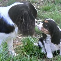 Cavalier king charles #2