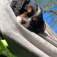 Cavalier king charles #4