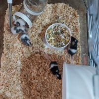 Souris à l adoption #1