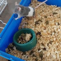 Souris à l adoption #2