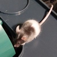 Souris à l adoption #3