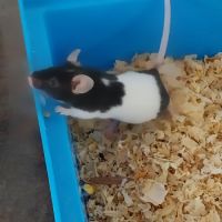 Souris à l adoption