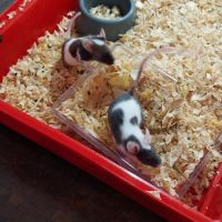 Souris à l adoption #5