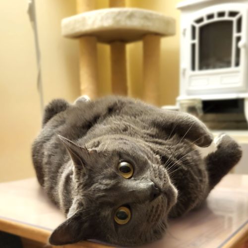 Recherche une famille d'adoption (gratuit) #2