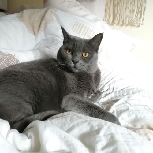 Recherche une famille d'adoption (gratuit) #3