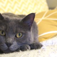 Recherche une famille d'adoption (gratuit)