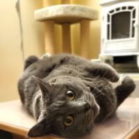 Recherche une famille d'adoption (gratuit) #2