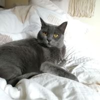 Recherche une famille d'adoption (gratuit) #3