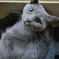 Recherche une famille d'adoption (gratuit) #4