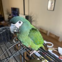 Perroquet ara d’illiger (ou maracana) eam