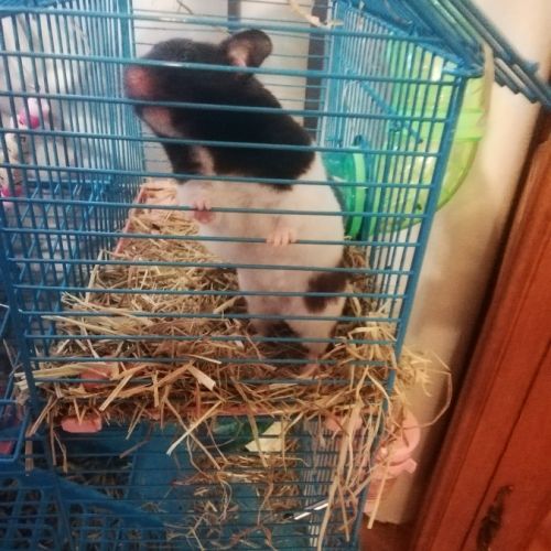 Recherche hamster panda male #1