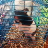Recherche hamster panda male