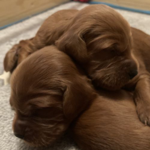 Chiots setters irlandais rouge #2