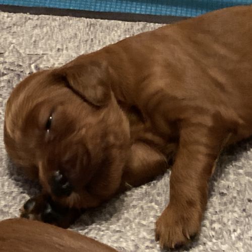 Chiots setters irlandais rouge #3