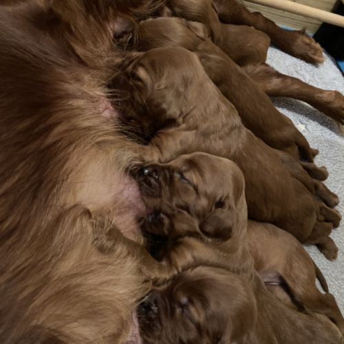 Chiots setters irlandais rouge #4