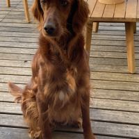 Chiots setters irlandais rouge