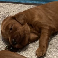 Chiots setters irlandais rouge #3