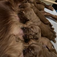 Chiots setters irlandais rouge #4