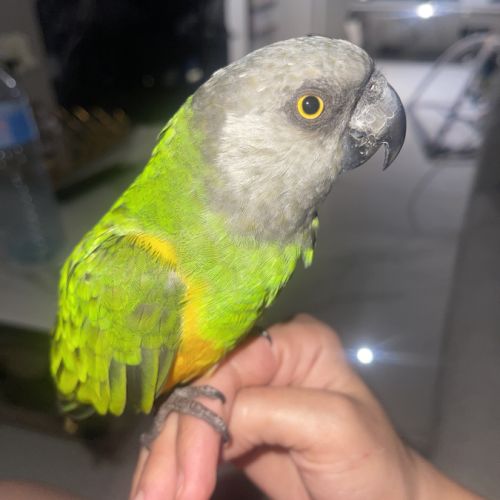 Youyou du sénégal #2