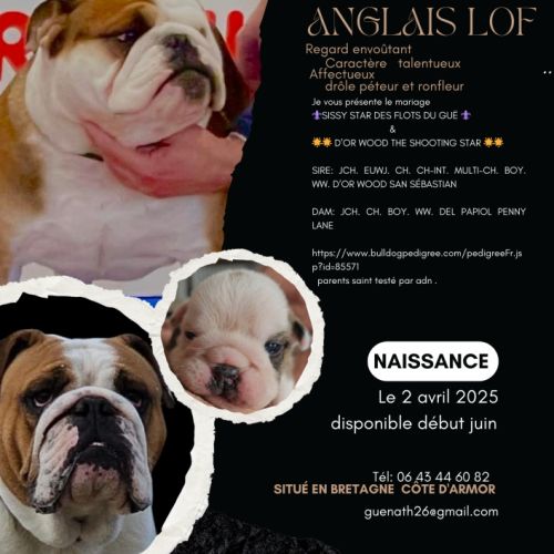 Bulldog anglais lof #1