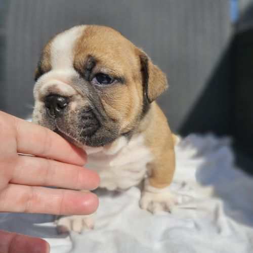 Bulldog anglais lof #4
